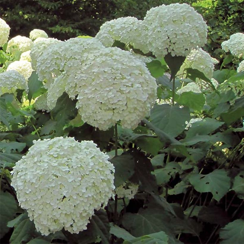 Hydrangea arborescens Strong Annabelle - Ortensia (Fioritura)