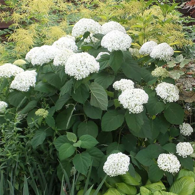 Hydrangea arborescens Strong Annabelle - Ortensia (Porto)