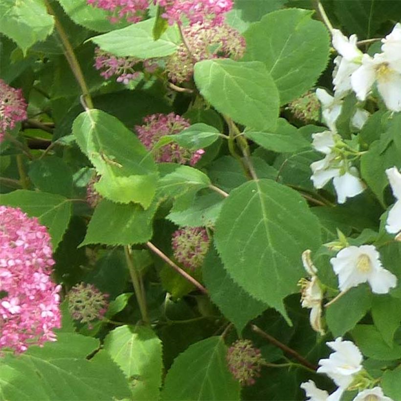 Hydrangea arborescens Pink Annabelle - Ortensia (Fogliame)