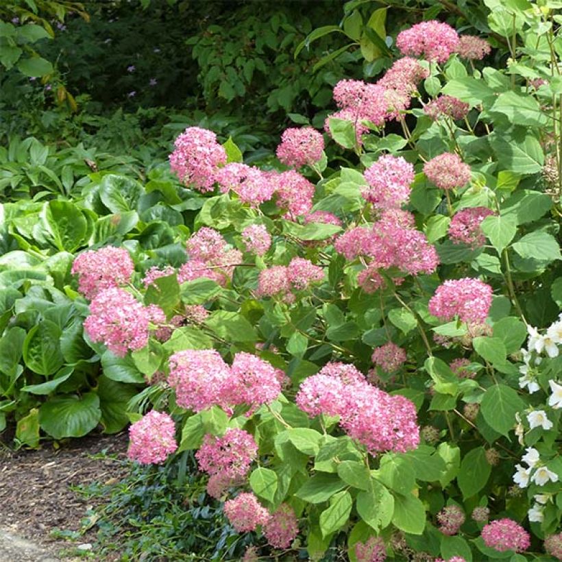 Hydrangea arborescens Pink Annabelle - Ortensia (Porto)