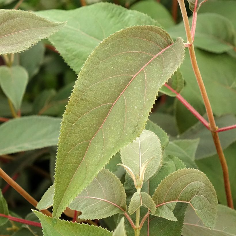 Hydrangea aspera Hot Chocolate - Ortensia (Fogliame)