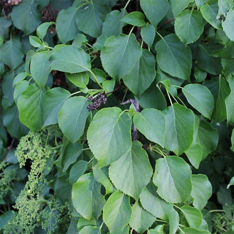 Hydrangea anomala subsp. petiolaris - Ortensia rampicante (Fogliame)