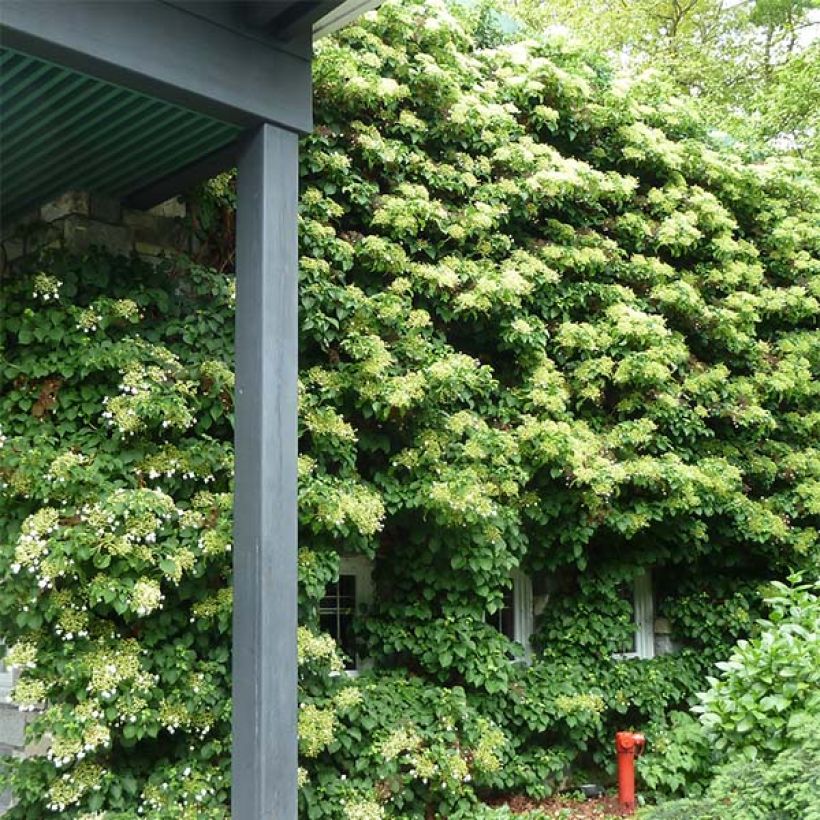 Hydrangea anomala subsp. petiolaris - Ortensia rampicante (Porto)