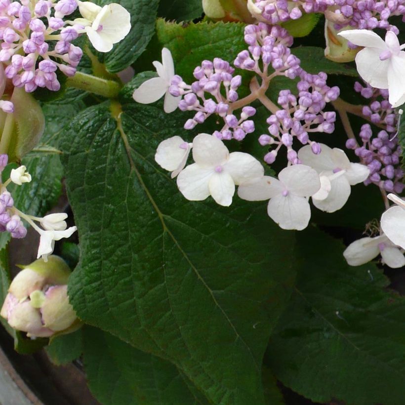 Hydrangea involucrata Late Love - Ortensia (Fogliame)