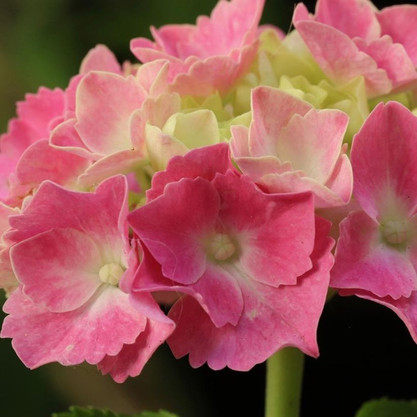 Hydrangea macrophylla Gertrud Glahn - Ortensia (Fioritura)