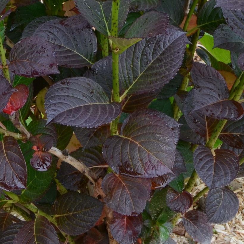 Hydrangea macrophylla Julisa - Ortensia (Fogliame)