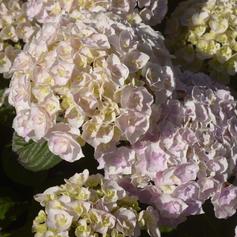 Hydrangea macrophylla Kazan - Ortensia (Fioritura)