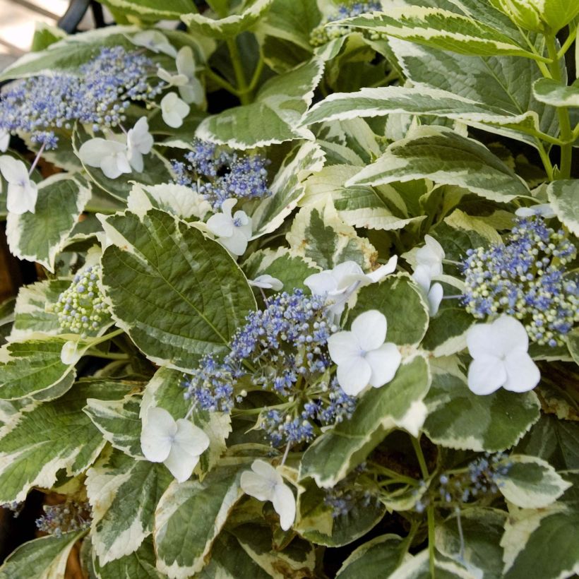 Hydrangea macrophylla Light'o'Day - Ortensia (Fogliame)