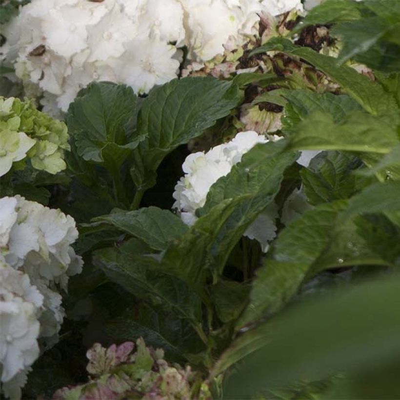 Hydrangea macrophylla Magical Jade - Ortensia (Fogliame)