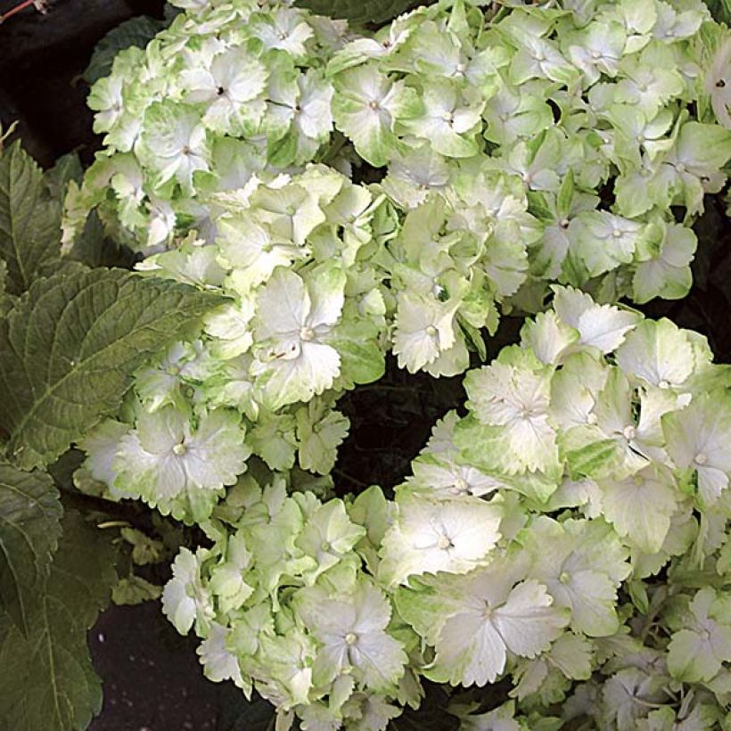 Hydrangea macrophylla Magical Jade - Ortensia (Fioritura)