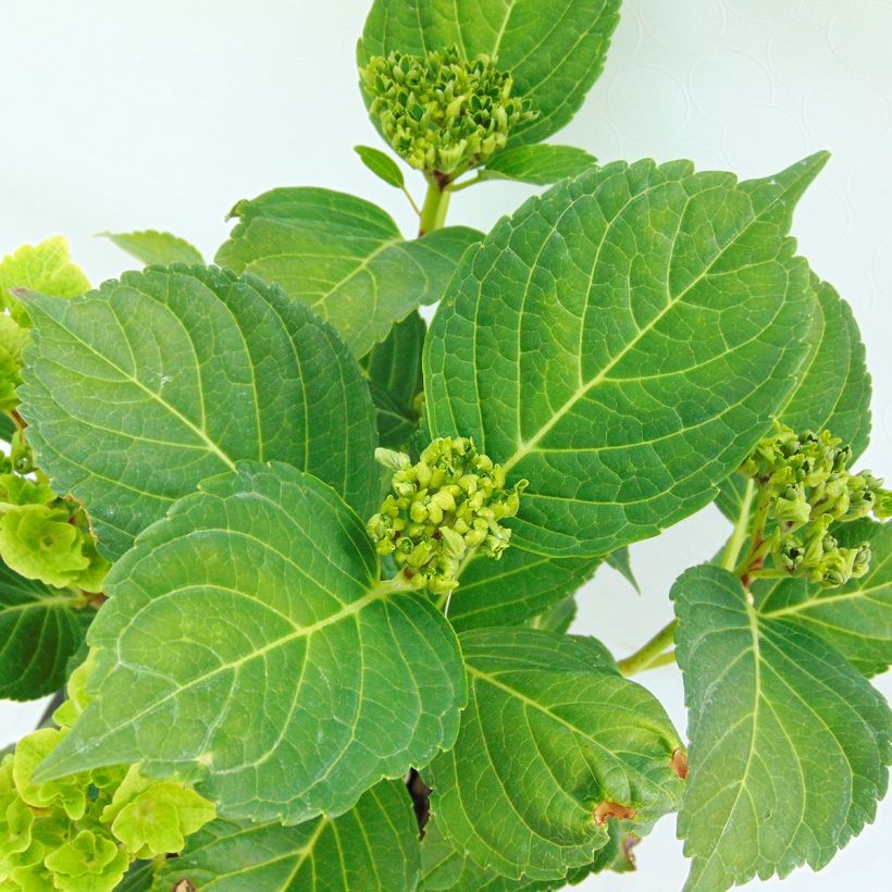 Hydrangea macrophylla Magical Revolution Bleu - Ortensia (Fogliame)