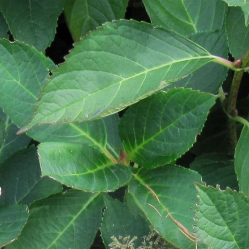 Hydrangea macrophylla Mariesii Perfecta - Ortensia (Fogliame)