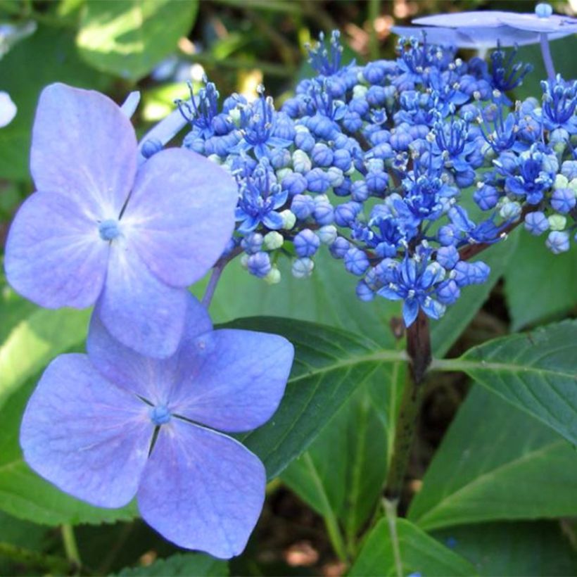 Hydrangea macrophylla Mariesii Perfecta - Ortensia (Fioritura)