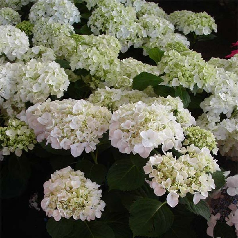 Hydrangea macrophylla Mme Emile Mouillière - Ortensia (Fioritura)