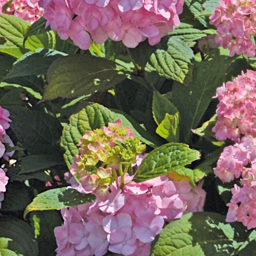 Hydrangea macrophylla So Long Rosy - Ortensia (Fogliame)