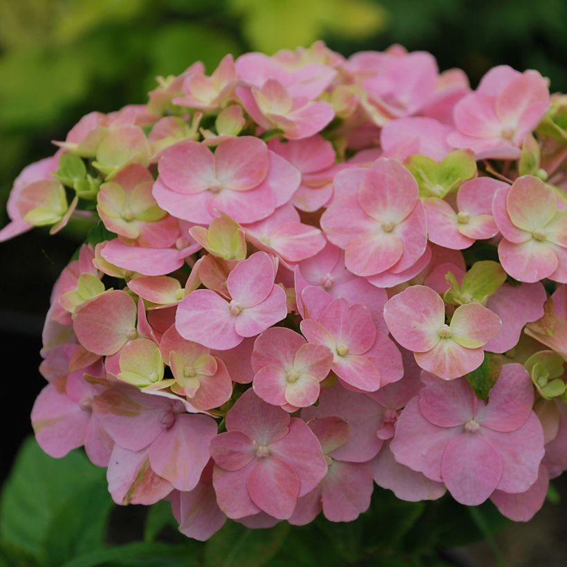 Hydrangea macrophylla So Long Rosy - Ortensia (Fioritura)