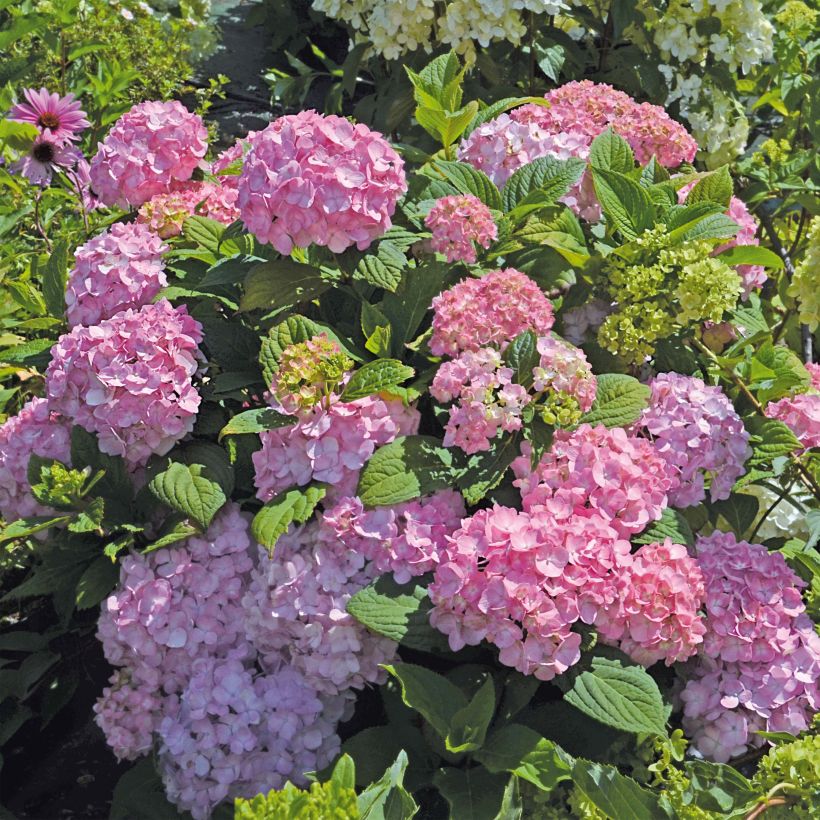 Hydrangea macrophylla So Long Rosy - Ortensia (Porto)