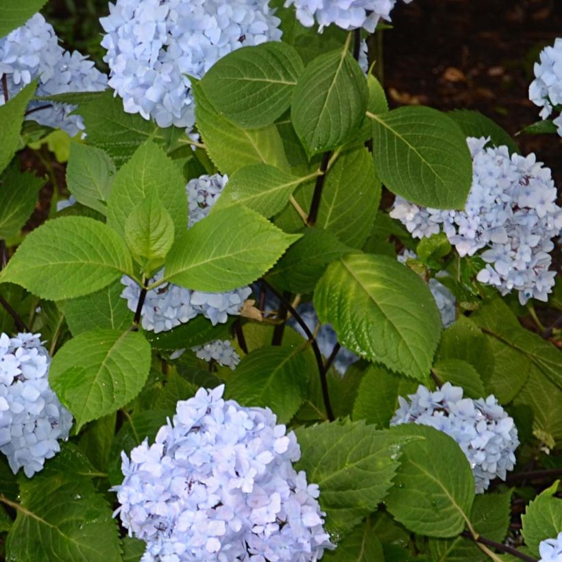 Hydrangea macrophylla So Long Ebony - Ortensia (Fogliame)