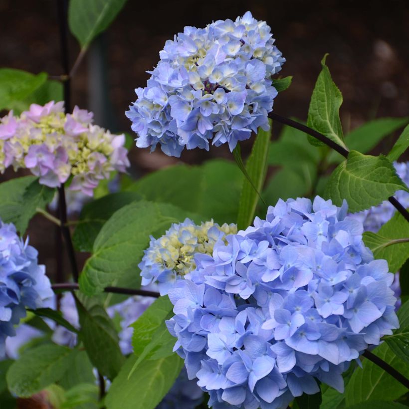 Hydrangea macrophylla So Long Ebony - Ortensia (Fioritura)