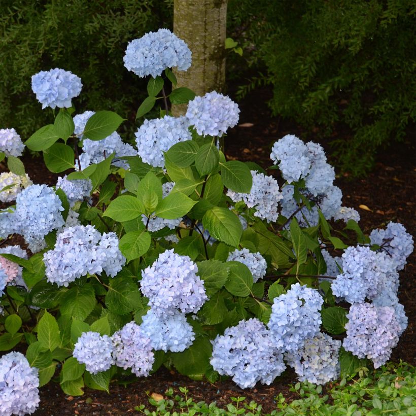 Hydrangea macrophylla So Long Ebony - Ortensia (Porto)