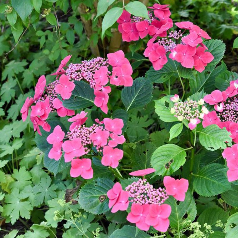 Hydrangea macrophylla Teller Red - Ortensia (Porto)