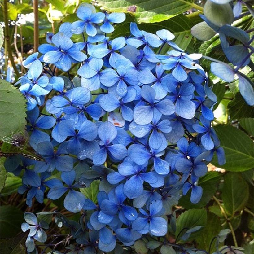 Hydrangea macrophylla Yamato - Ortensia (Fioritura)