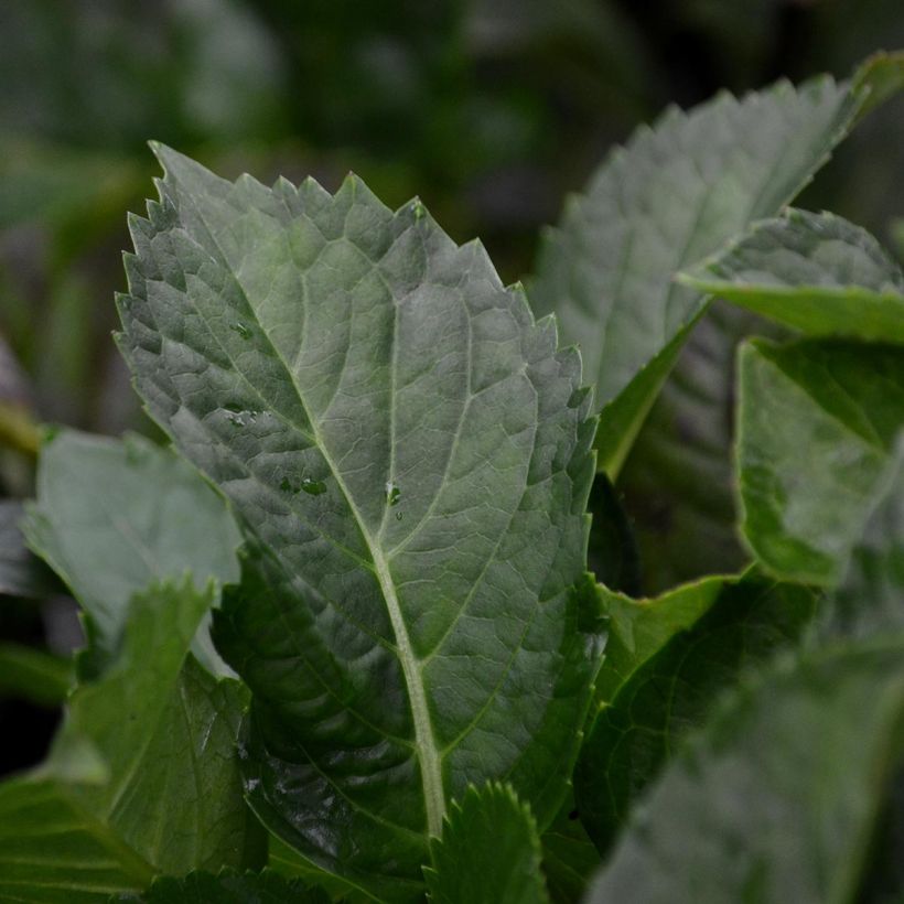 Hydrangea macrophylla You and Me Romance - Ortensia (Fogliame)