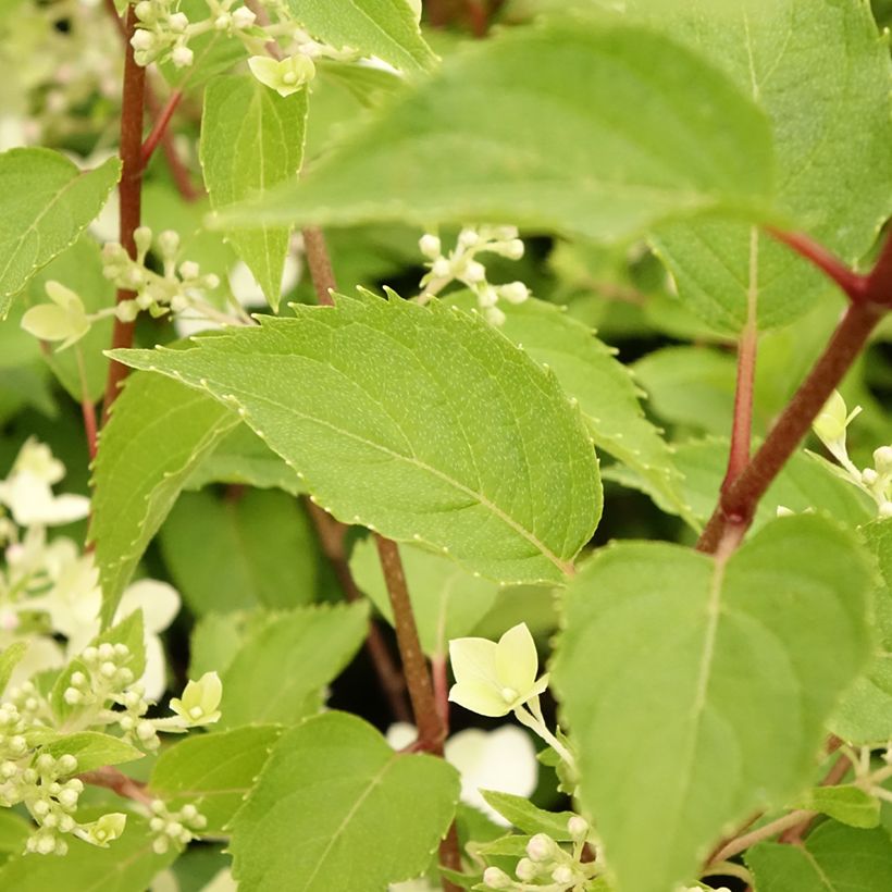 Hydrangea paniculata Dentelle De Gorron - Ortensia paniculata (Fogliame)