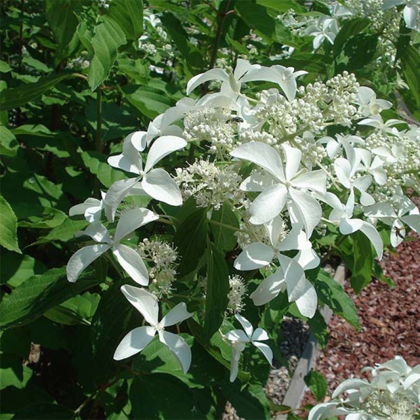 Hydrangea paniculata Great Star Le Vasterival - Ortensia paniculata (Fioritura)