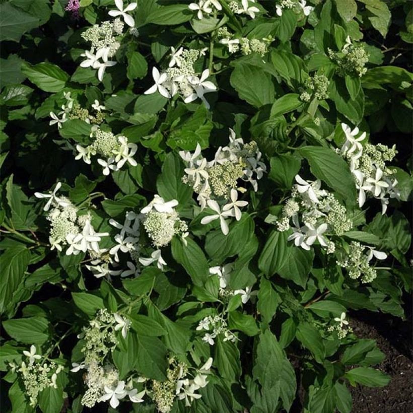 Hydrangea paniculata Great Star Le Vasterival - Ortensia paniculata (Porto)