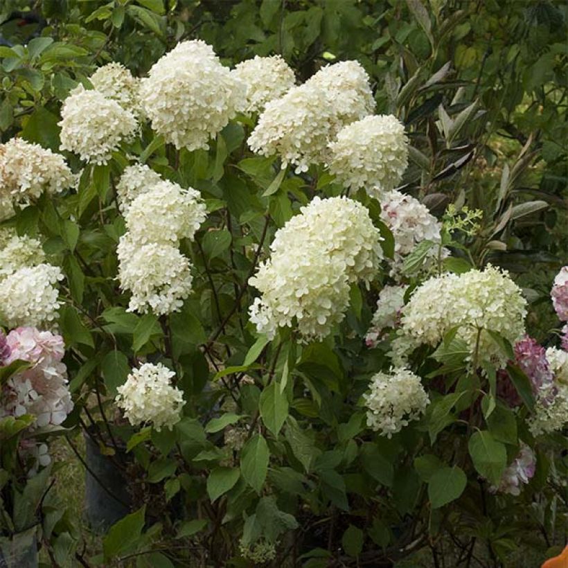 Hydrangea paniculata Limelight - Ortensia paniculata (Fioritura)