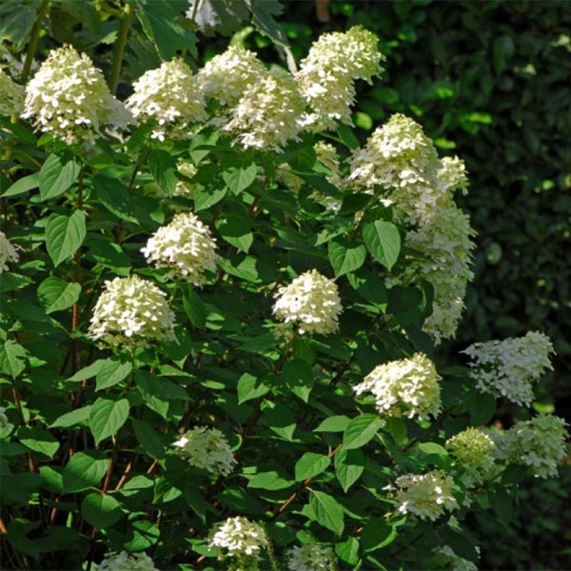 Hydrangea paniculata Limelight - Ortensia paniculata (Porto)