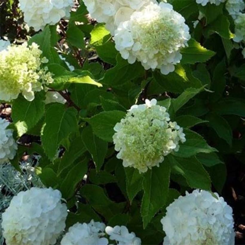 Hydrangea paniculata Magical Mont Blanc - Ortensia paniculata (Fogliame)