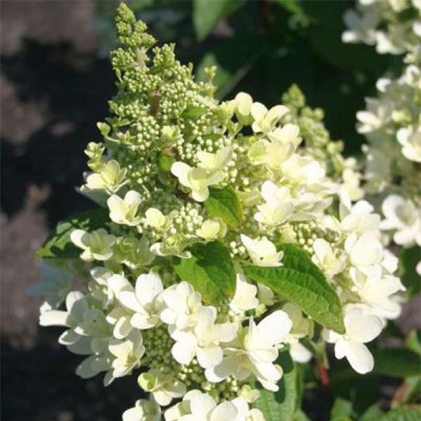 Hydrangea paniculata Magical Vesuvio - Ortensia paniculata (Fioritura)