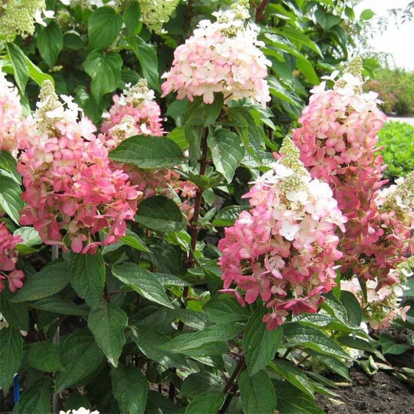 Hydrangea paniculata Magical Vesuvio - Ortensia paniculata (Porto)