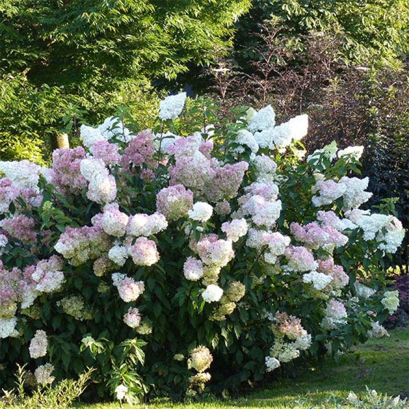 Hydrangea paniculata Vanille Fraise - Ortensia paniculata (Porto)