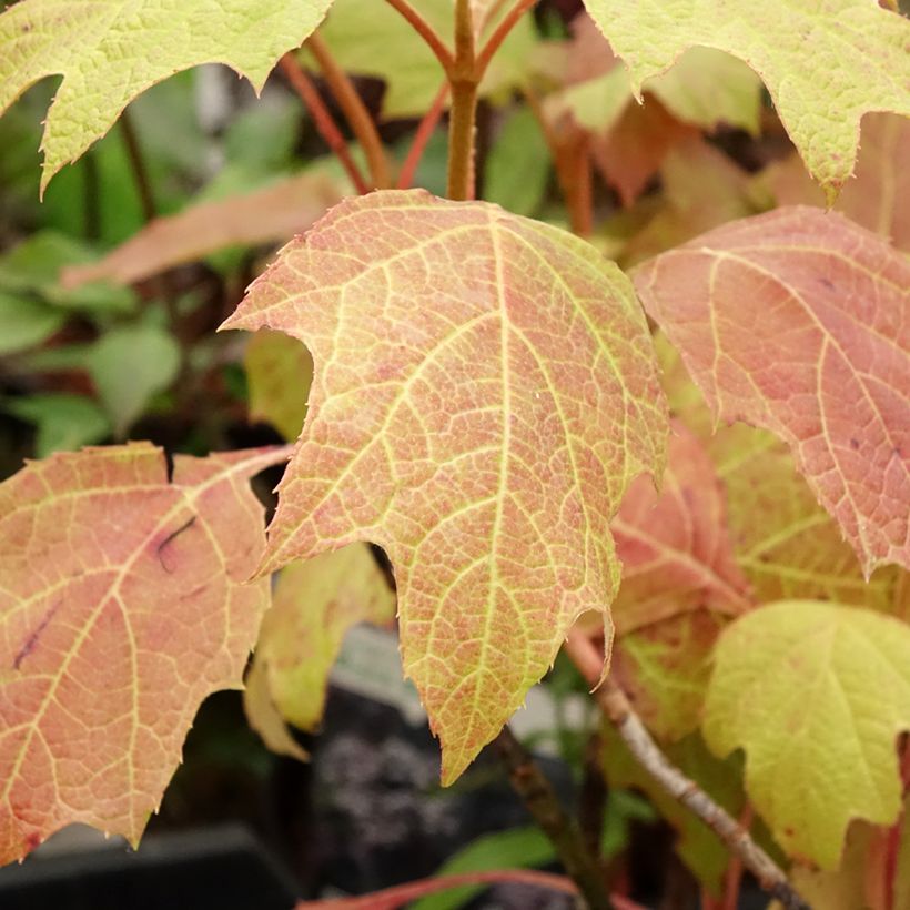 Hydrangea quercifolia Amethyst - Ortensia a foglie di quercia (Fogliame)