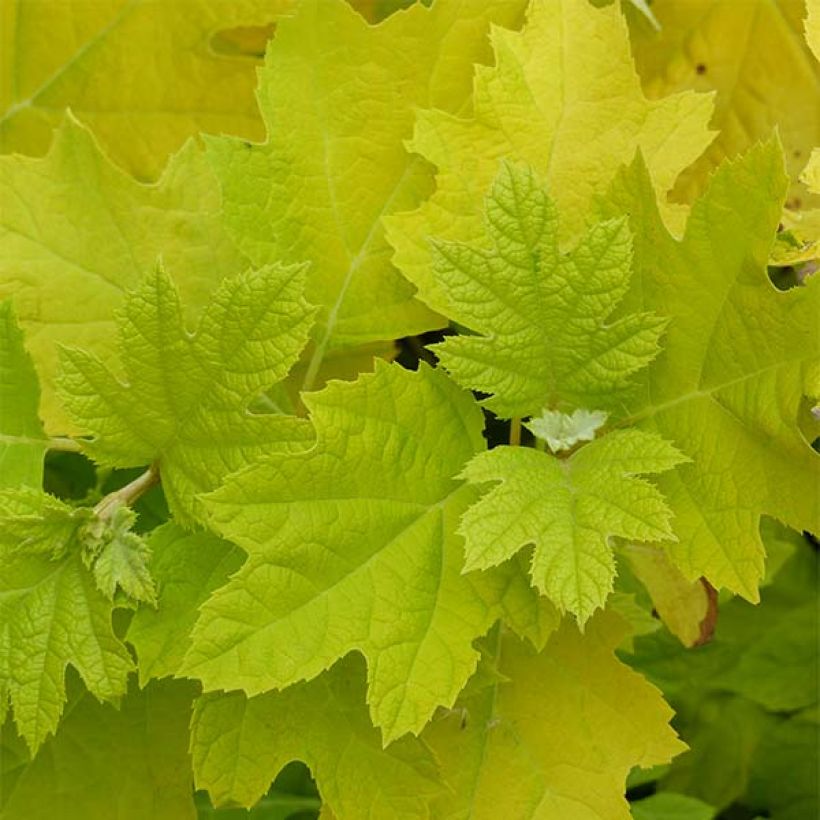 Hydrangea quercifolia Little Honey - Ortensia a foglie di quercia (Fogliame)