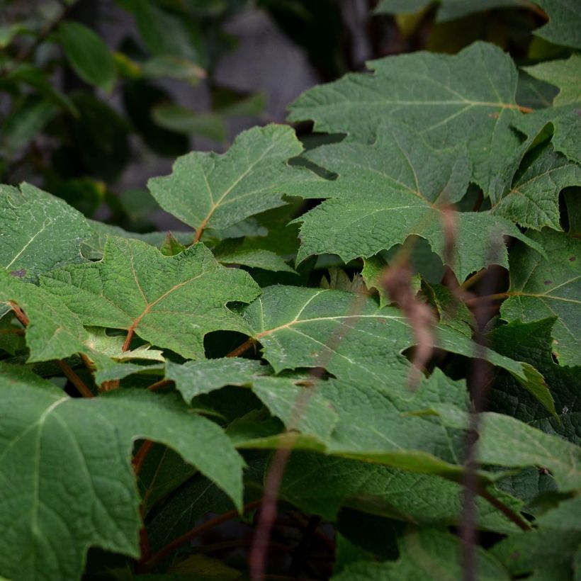 Hydrangea quercifolia Ruby Slippers - Ortensia a foglie di quercia (Fogliame)