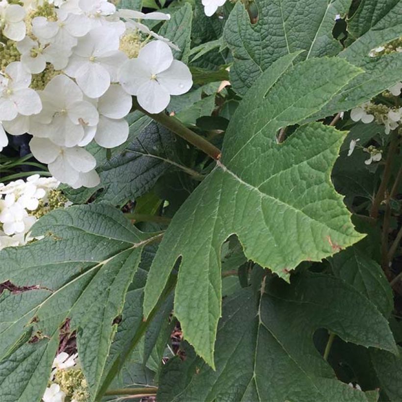 Hydrangea quercifolia Snow Queen - Ortensia a foglie di quercia (Fogliame)