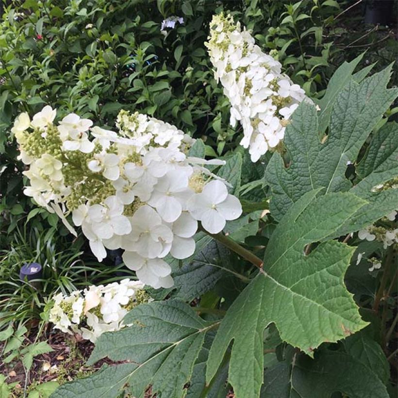 Hydrangea quercifolia Snow Queen - Ortensia a foglie di quercia (Porto)