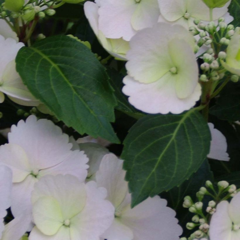 Hydrangea Runaway Bride - Ortensia (Fogliame)