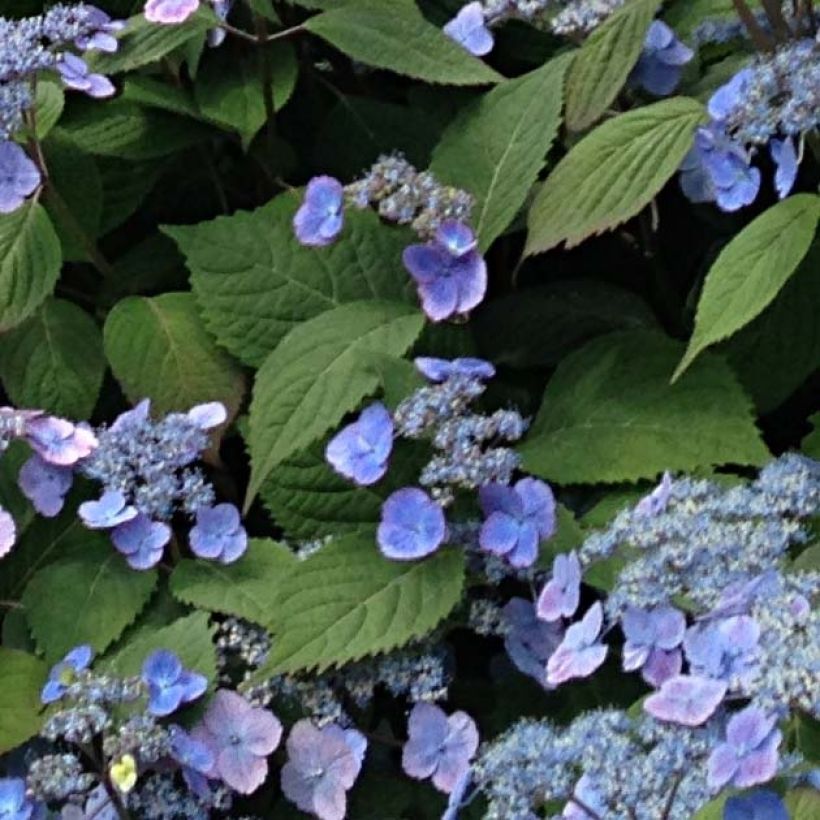 Hydrangea serrata Veerle - Ortensia (Fogliame)