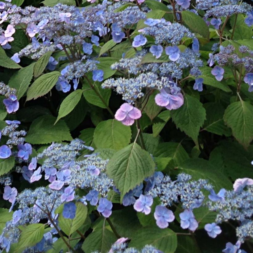 Hydrangea serrata Veerle - Ortensia (Fioritura)