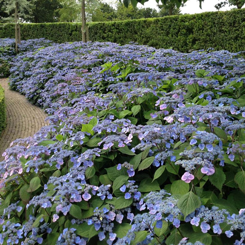 Hydrangea serrata Veerle - Ortensia (Porto)