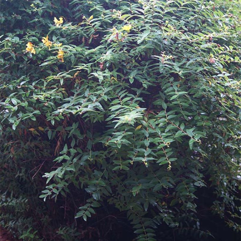 Hypericum calycinum - Iperico (Fogliame)