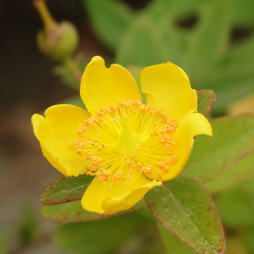 Hypericum dummeri Peter Dummer - Iperico (Fioritura)