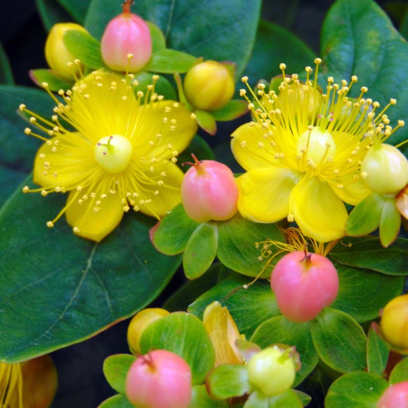 Hypericum inodorum Magical Beauty Kolmbeau - Iperico (Fioritura)