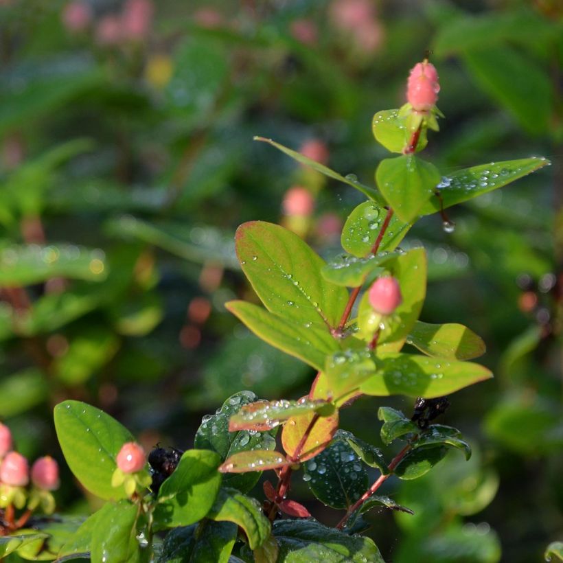 Hypericum inodorum Magical Beauty Kolmbeau - Iperico (Fogliame)