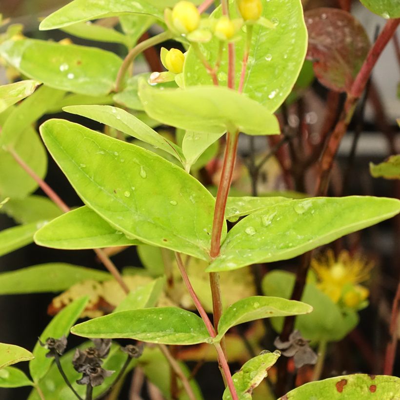 Hypericum inodorum Magical Red Flame - Iperico (Fogliame)